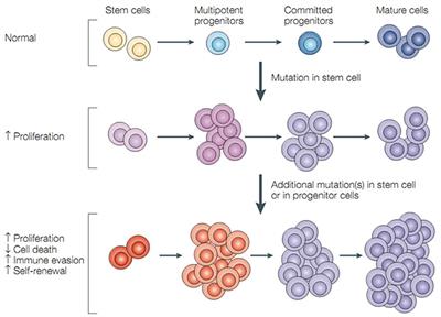 Nanomaterials in Targeting Cancer Stem Cells for Cancer Therapy